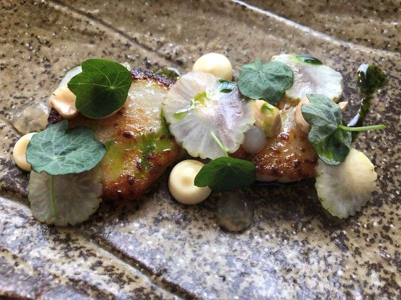 Orkney scallop Orkney scallop